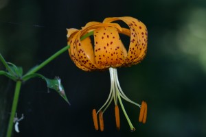 Tiger Lily along Blair Trail